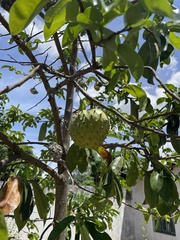 Annona