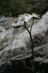 Achillea erba-rotta