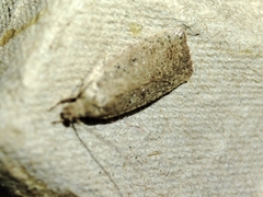 Agonopterix scopariella