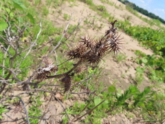 Xanthium orientale