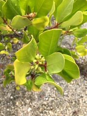 Scyphiphora hydrophylacea