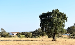 Quercus × avellaniformis