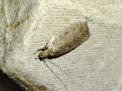 Agonopterix scopariella