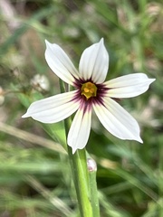 Sisyrinchium micranthum