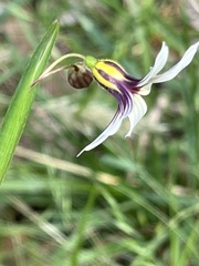 Sisyrinchium micranthum