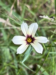 Sisyrinchium micranthum