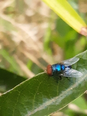 Lucilia eximia