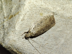 Agonopterix scopariella