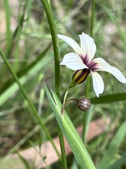 Sisyrinchium micranthum