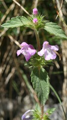 Galeopsis ladanum