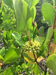 Scyphiphora hydrophylacea