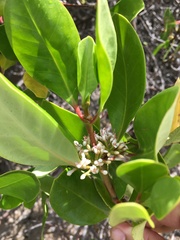 Scyphiphora hydrophylacea