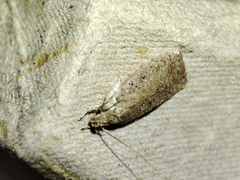 Agonopterix scopariella