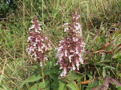 Teucrium quadrifarium