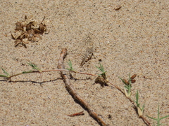 Trimerotropis maritima