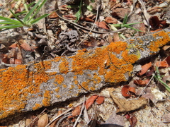 Xanthomendoza weberi