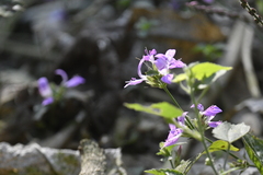 Dicliptera brachiata