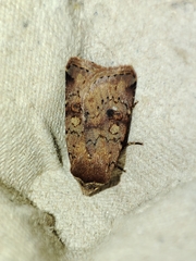 Cerastis faceta