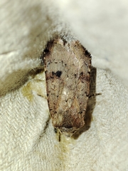 Cerastis faceta