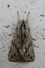 Asteroscopus sphinx