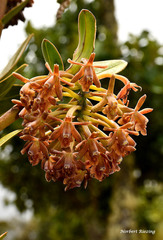 Epidendroideae