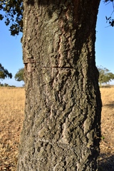Quercus × avellaniformis