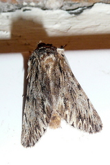 Asteroscopus sphinx