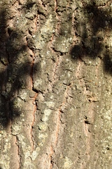 Quercus × avellaniformis