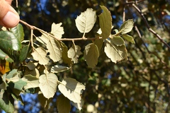 Quercus × avellaniformis