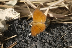 Ariadne ariadne pallidior