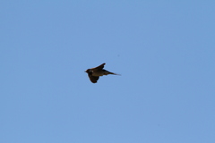 Hirundo rustica rustica