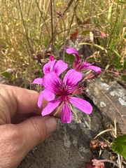 Pelargonium rodneyanum