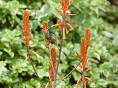 Chalcomitra amethystina