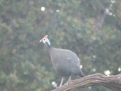 Numida meleagris coronatus