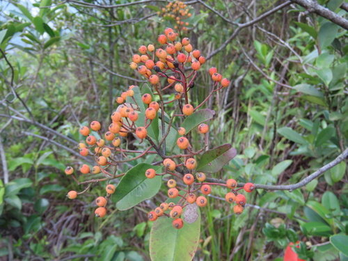 Photinia prunifolia