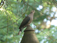 Streptopelia semitorquata