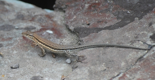 Eremias brenchleyi