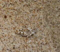 Trimerotropis maritima