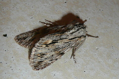 Asteroscopus sphinx