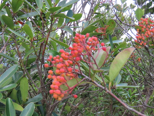 Photinia prunifolia, photograph 1