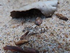 Trimerotropis maritima