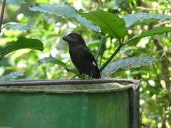 Amblyospiza albifrons
