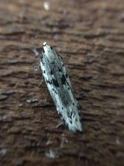 Aristotelia paradesma