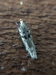 Aristotelia paradesma