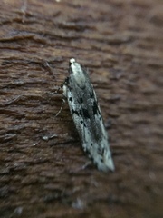 Aristotelia paradesma