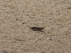 Trimerotropis maritima