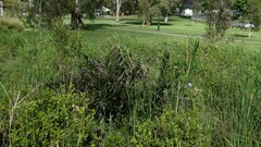 Acrostichum speciosum