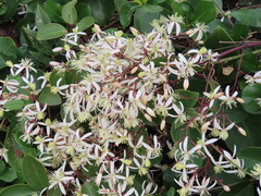 Clematis uncinata