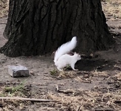 Sciurus carolinensis
