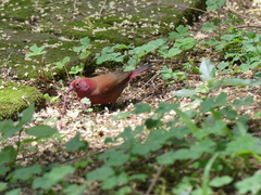 Lagonosticta senegala